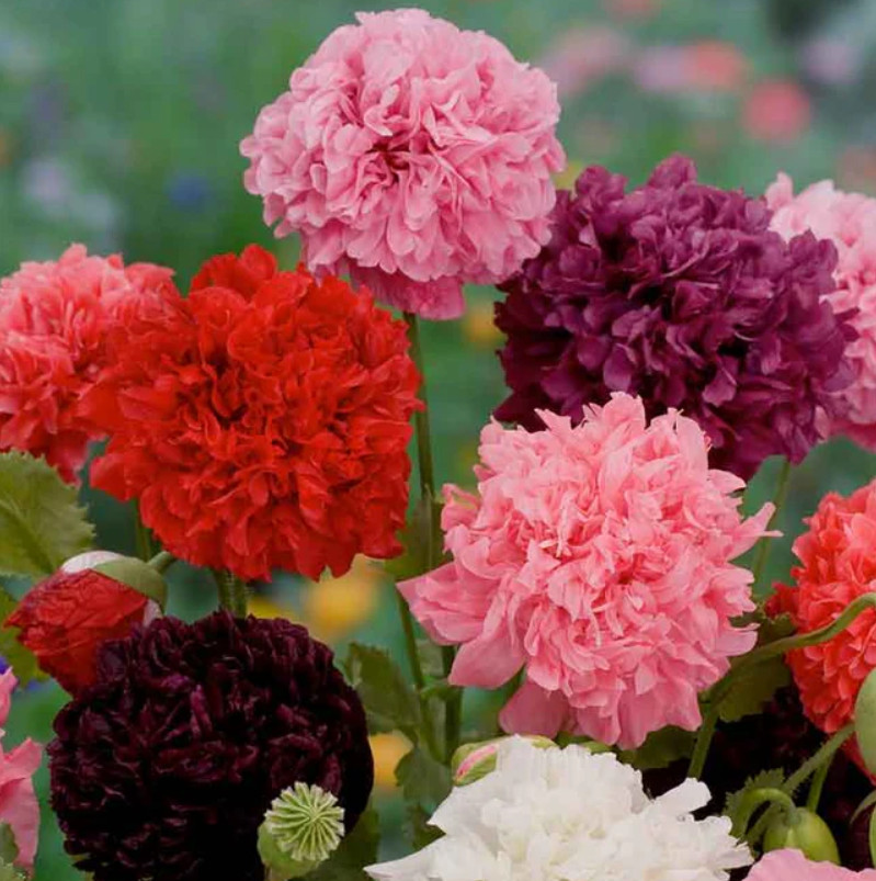 Landscaper’s Pack WINTER SOW SPRING SYMPHONY MIX with Poppies Mix 5000+ Seeds!
