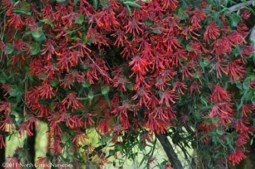 TRUMPET CORAL HONEYSUCKLE VINE Lonicera Sempervirens Starter Plant*USA SELLER*