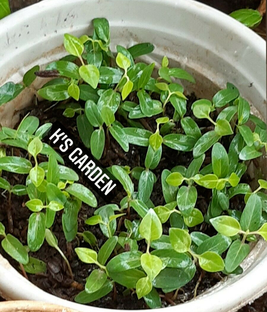 5 PCS RIVER LEAF VINE SEEDS , HAT LÁ GIANG |HIGH GERMINATION RATE 85%|
