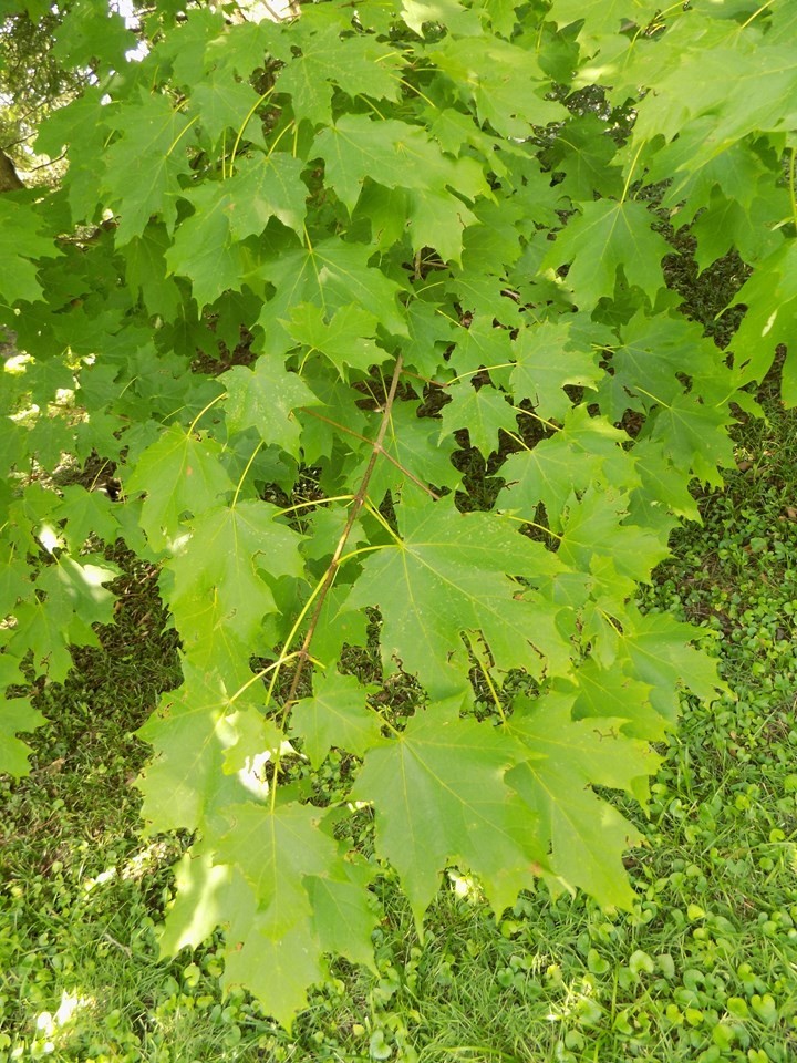 4 Sugar Maple Tree saplings Acer Saccharum from Michigan
