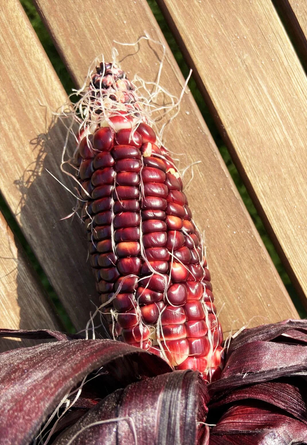 Double Red Sweet Corn Seeds | Purple Husk Stalk Indian Ornamental Dent Seed 2024