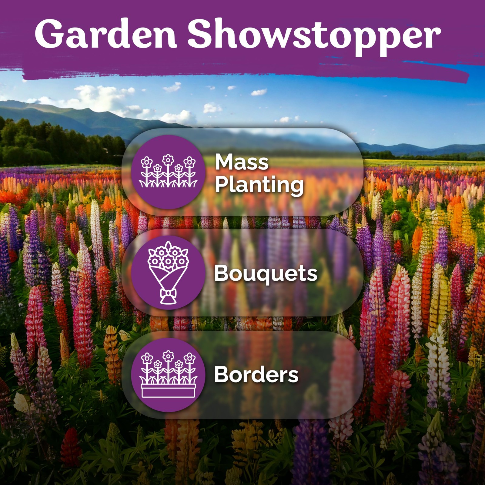250 Mix Russell Lupine Seeds Perennial Lupinus polyphyllus Heirloom & Non GM…