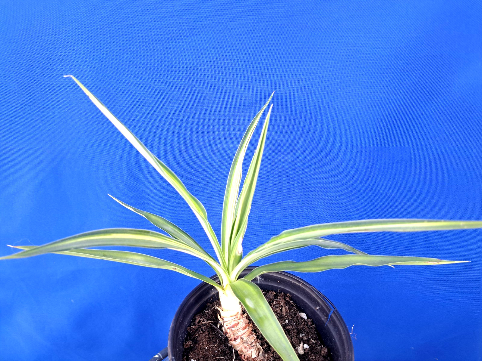 Yucca Hybrid ‘Soliaris’ Variegated Plant 11×13