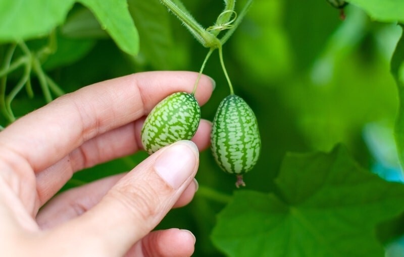 Botanical Interests Mouse Melon Cucamelon Seeds Annual Vegetable Seed Packet