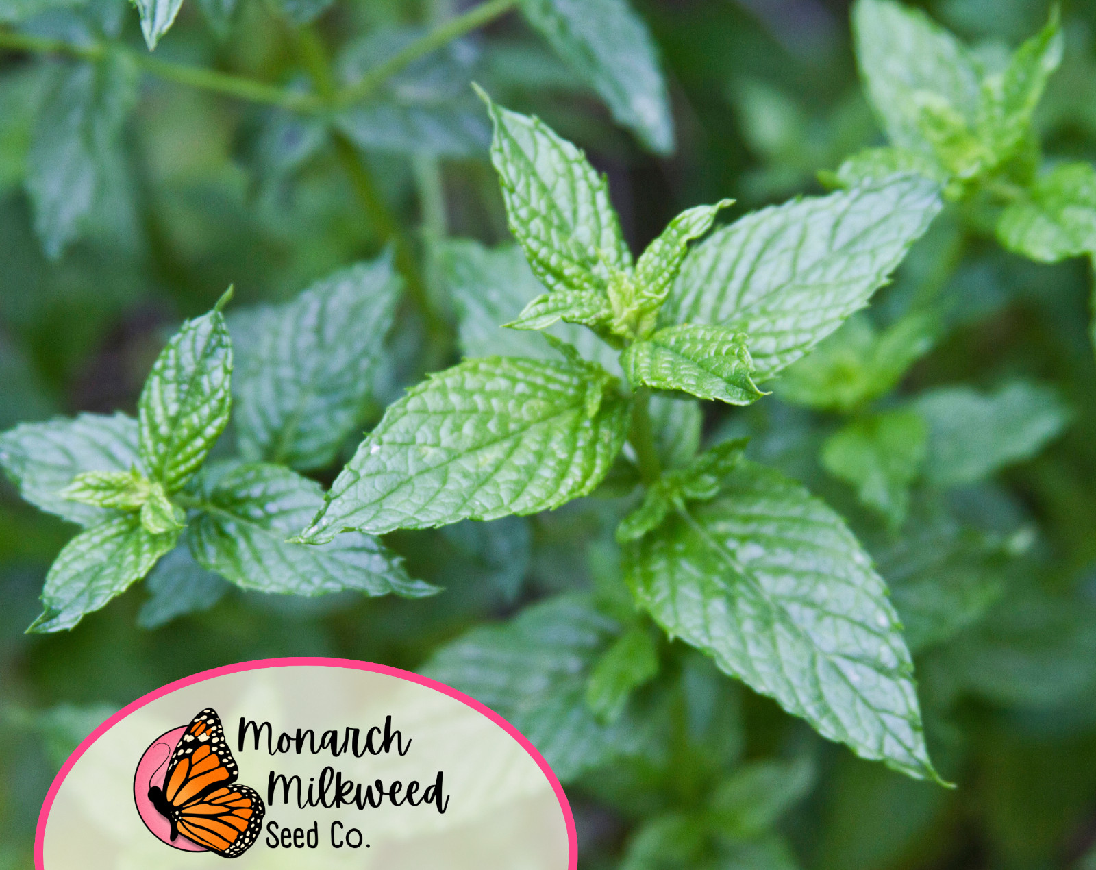 3,000+ Spearmint Seeds | Container Herb Gardening for Mint Plant, Mentha spicata