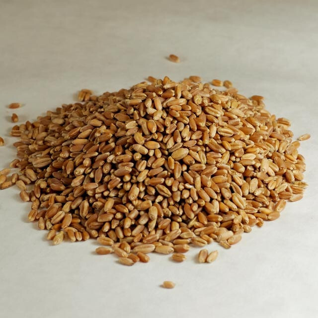Hard Red Wheat Seeds (300) / ORGANIC / BREADS / NOODLES / 10% PROTEIN