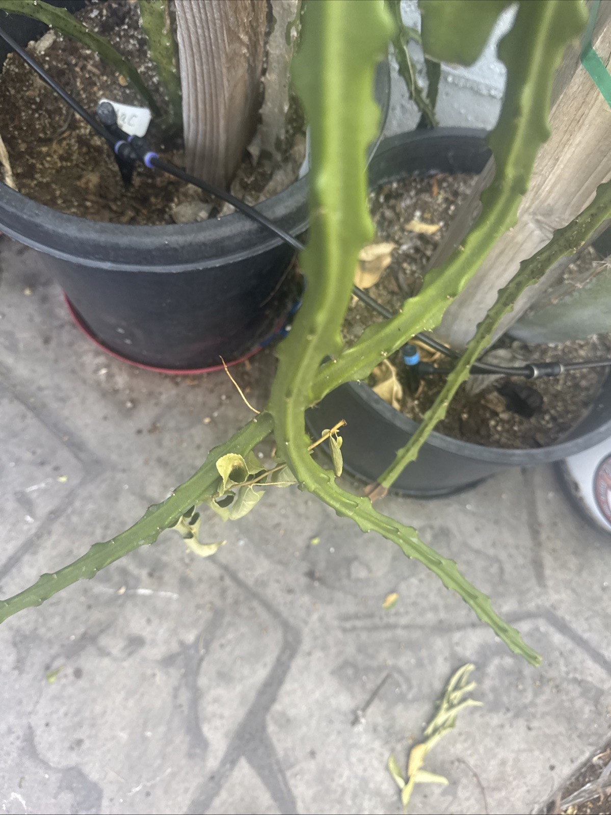 Mac Dragon Fruit Cuttings 12-15 Inches Check Description ￼