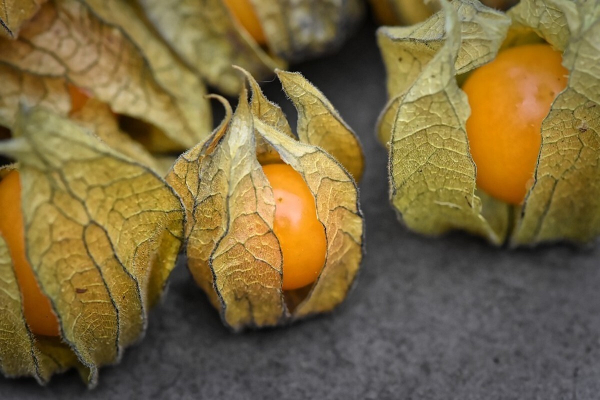 50+ CAPE GOOSEBERRY SEEDS —————————- RARE
