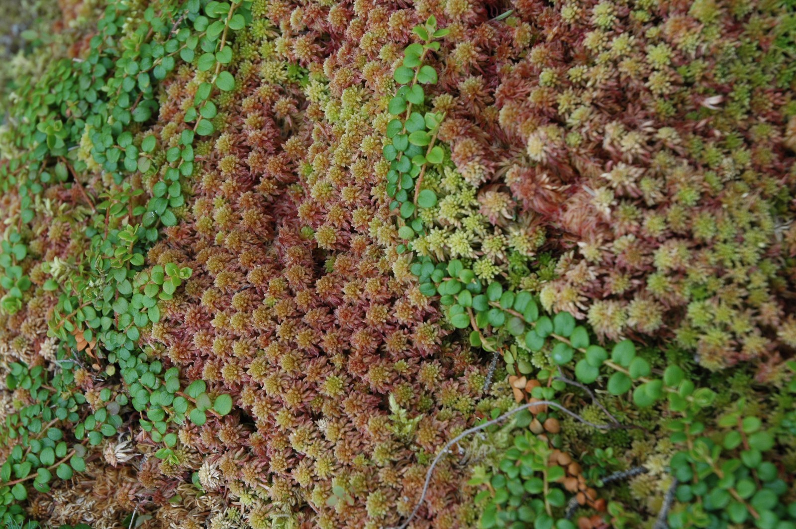 RED SPHAGNUM MOSS FRESH 3 ONE-GALLON BAGS 15 LBS FOR TERRARIUM BOG GARDEN