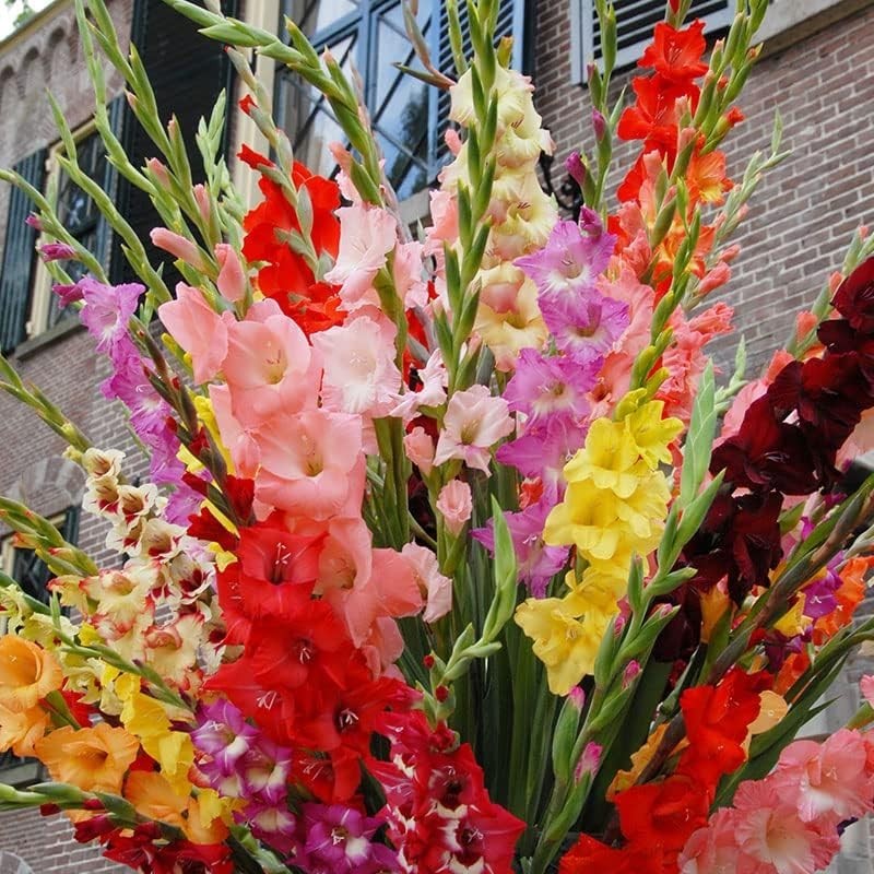 Grower Special Mix Gladiolus Flower Bulbs – 100 Bulbs Assorted Colors – Make Gre