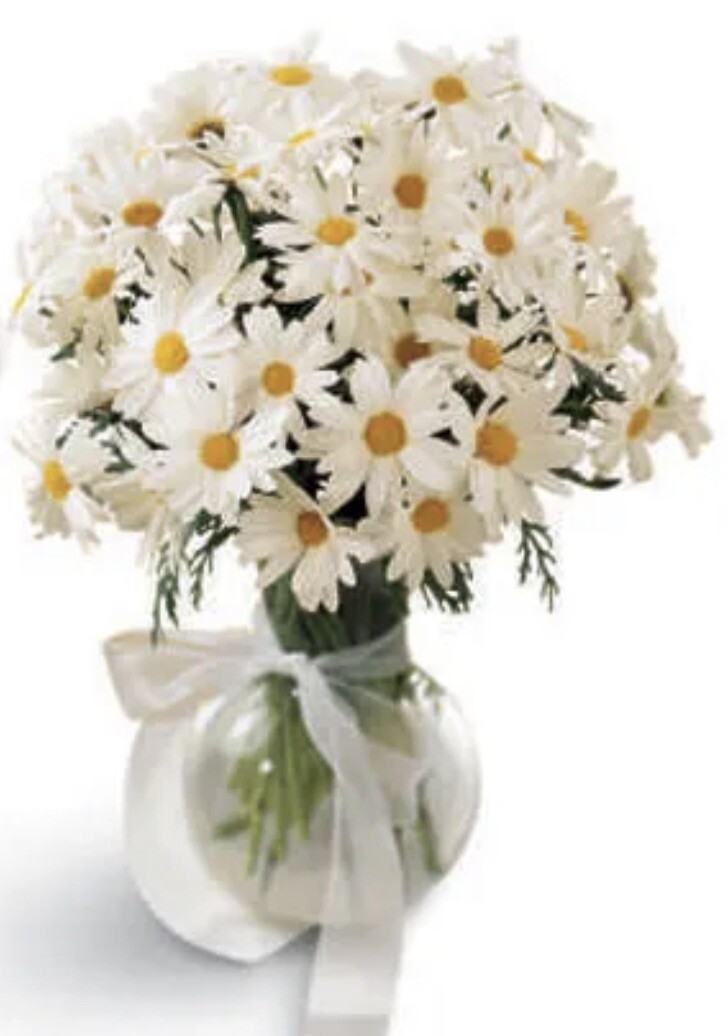 SHASTA DAISY Seeds Heirloom NJ 🇺🇸 Grower ￼Perennial Check My Store For More