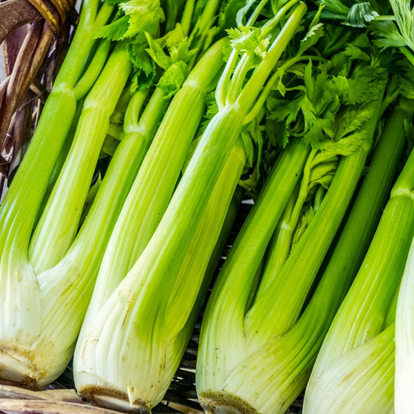 3000+ TALL UTAH CELERY SEEDS — CRISP —— STRINGLESS
