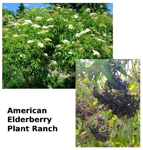 American Elderberry Ranch Live Plant 4″ Pot Sambucus Edible Fruit Immune Support