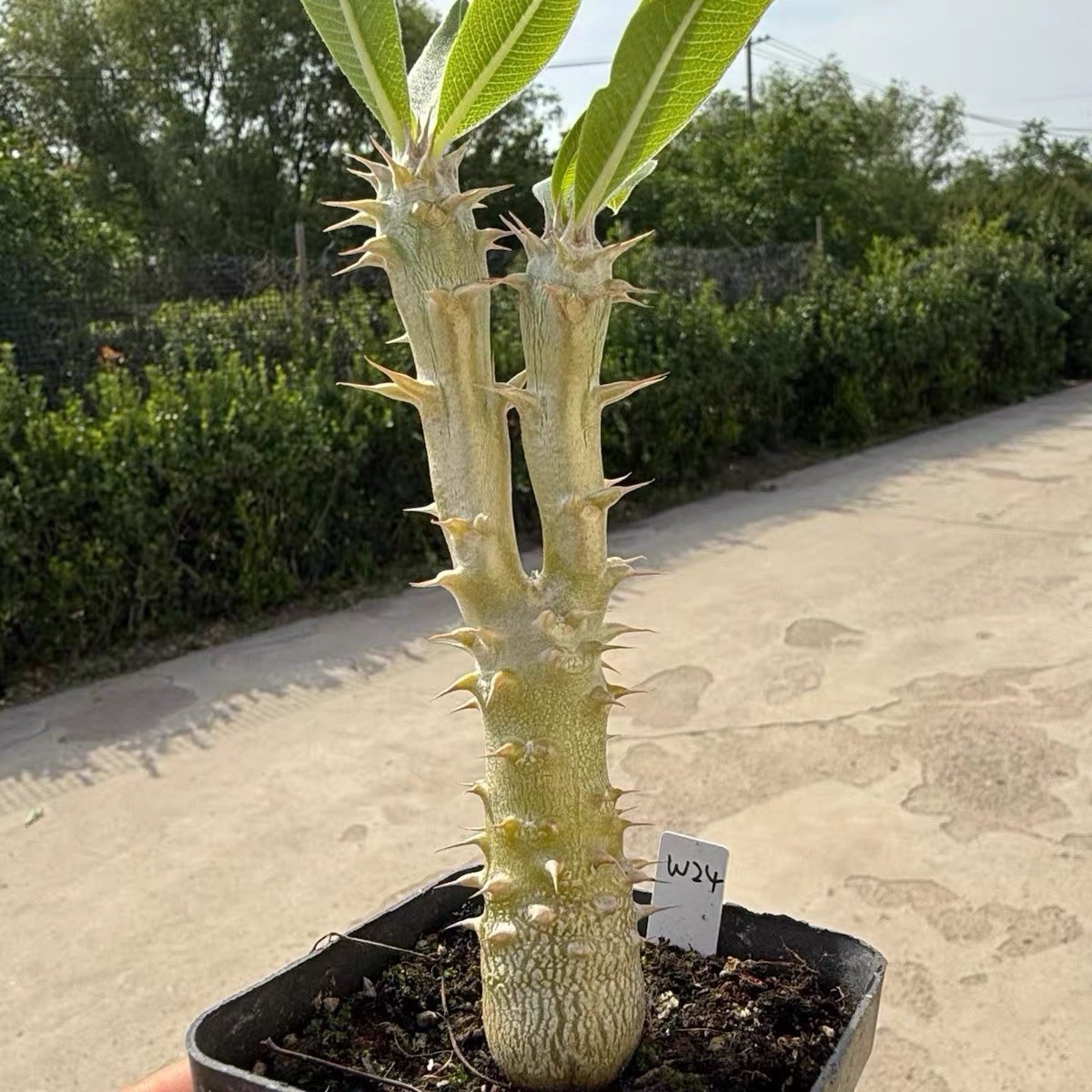 Pachypodium densiflorum Rare Caudex Succulent Exact Plant