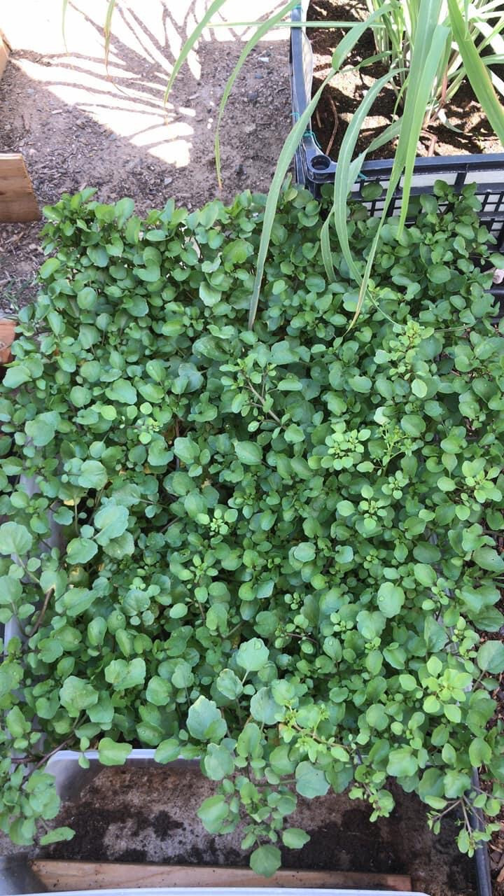 WATERCRESS CRESS SEEDS, HẠT XÀ LÁCH XOONG | NON-GMO | NEW SEEDS |