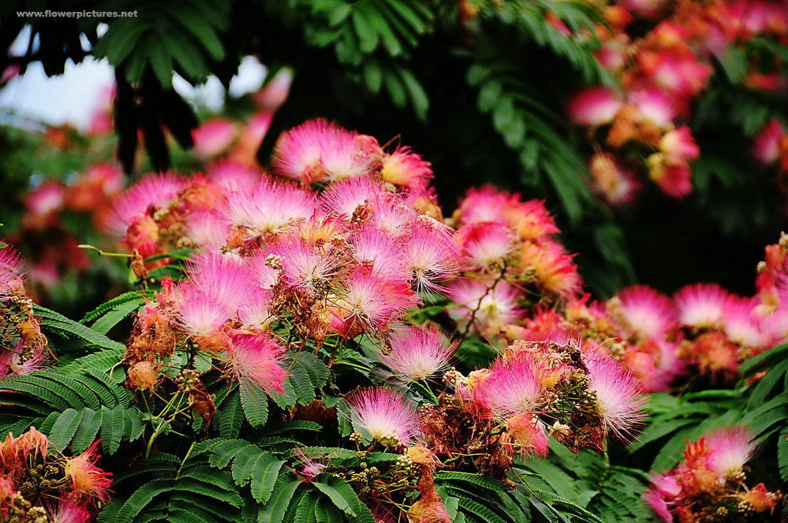 3 Mimosa Trees – (Pink Persian Silk Trees) – 6-12″ Tall Seedlings – Live Plants