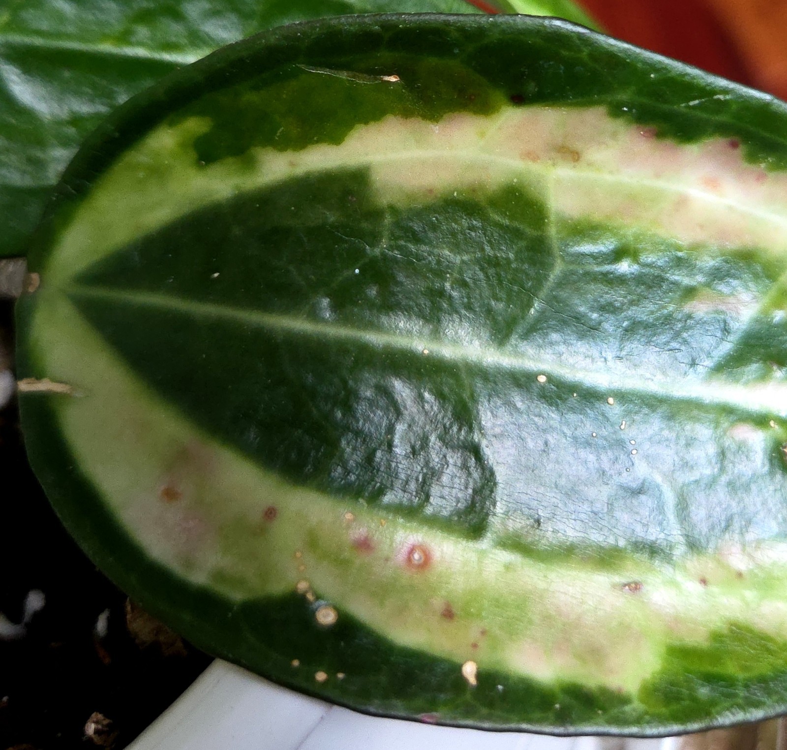 Rare Reverse Variegated Hoya Latifolia 24″ Tall Not Monstera Philodendron Aroid
