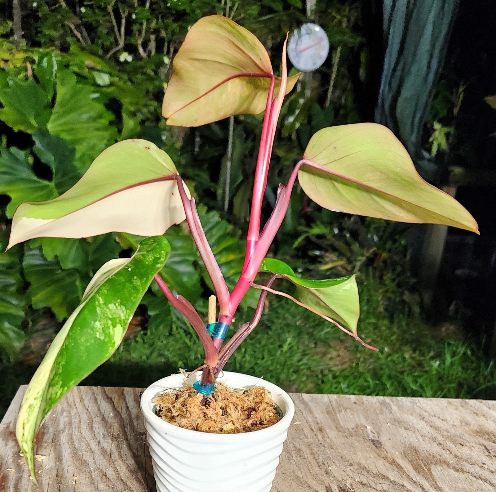 Philodendron Strawberry Shake Plant in 4″ Pot 10″ Tall 17″ Wide
