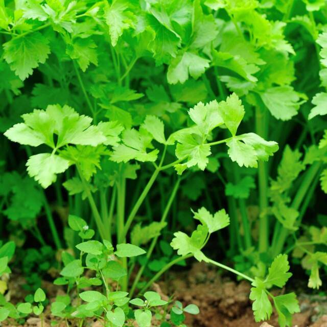 100+Chinese Celery Seeds Khuenchai Kan-tsai Kin-tsai Kunchoy Qincai Kinchay USA