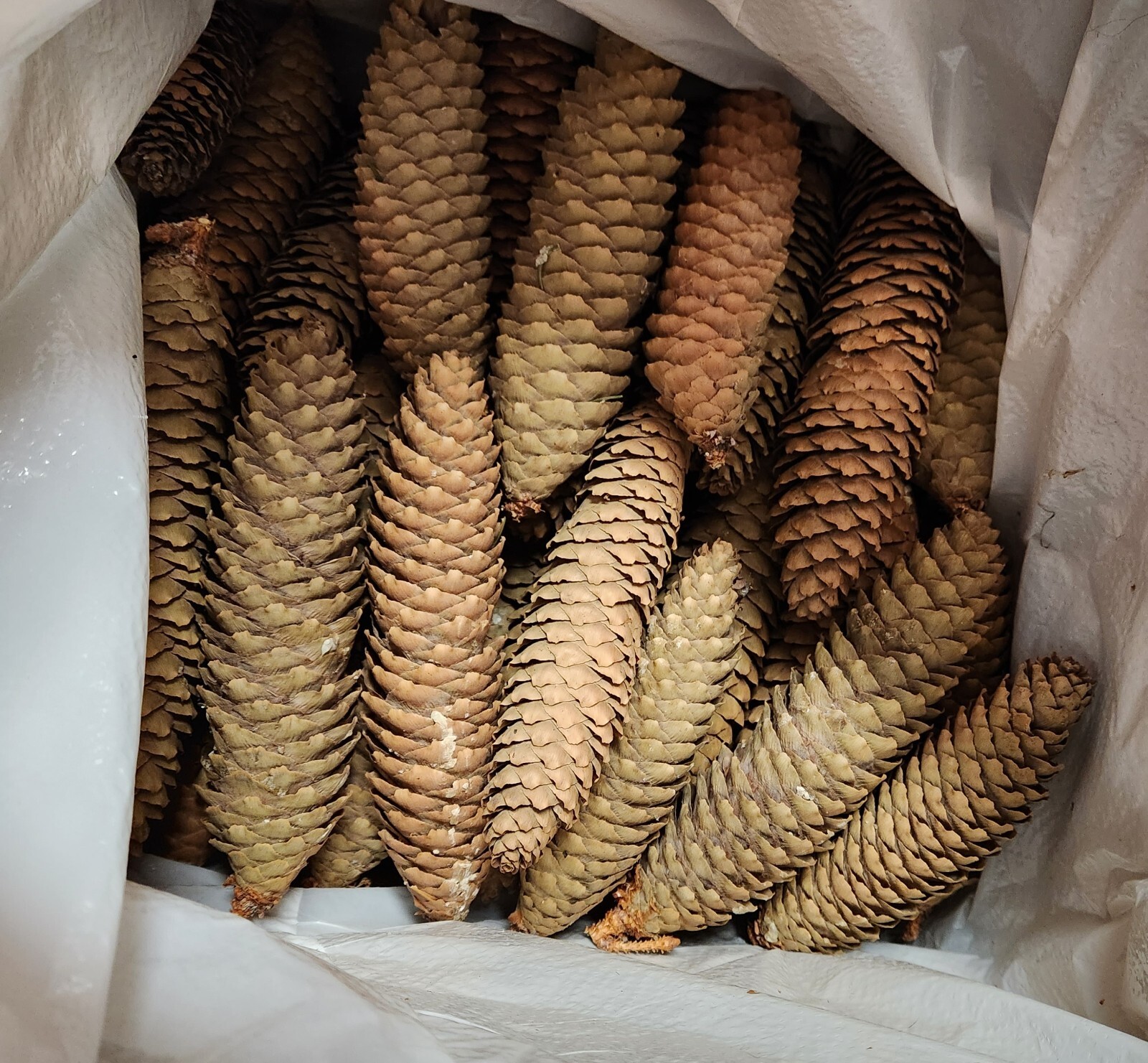 Norway Spruce Cones – fresh – decorating – wreaths – spruce tree seeds included