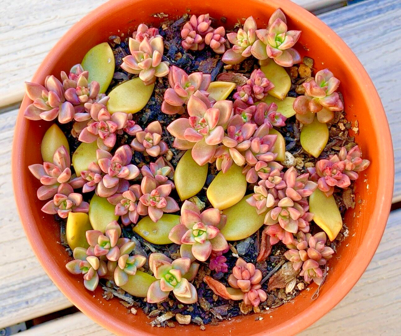 20 Succulent Plants Leaves for Propagation Assorted Variety Starter for Beginner