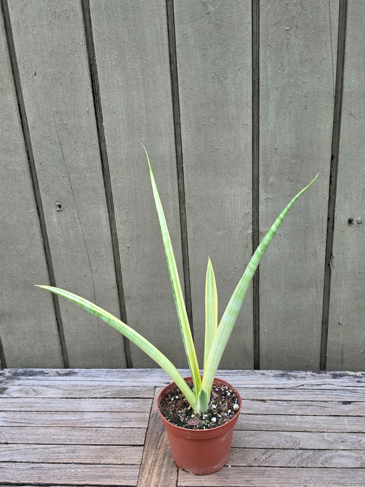 Sansevieria Uganda silver variegated rare succulent plant 4”pot