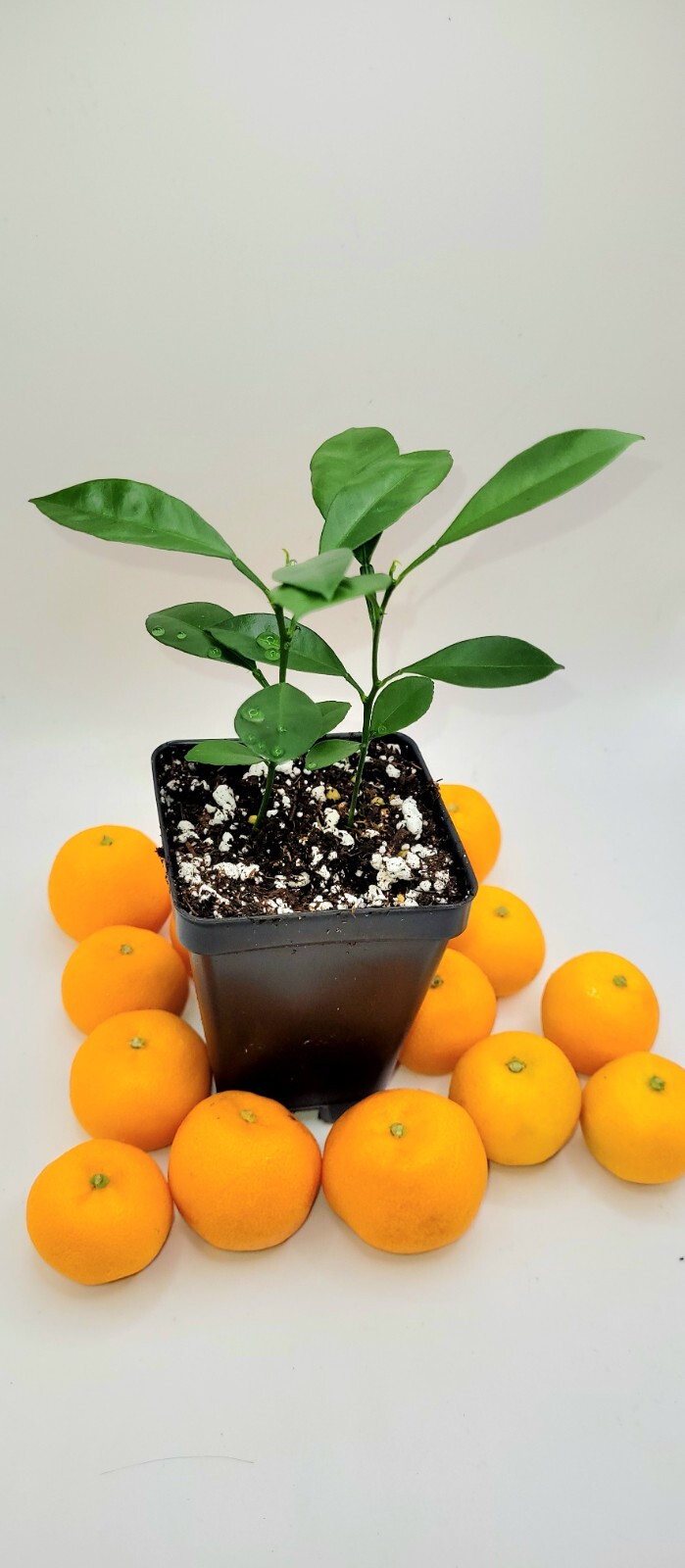 Pot of 2 Calamondin/Calamansi seedling (Citrofortunella Microcarpa)
