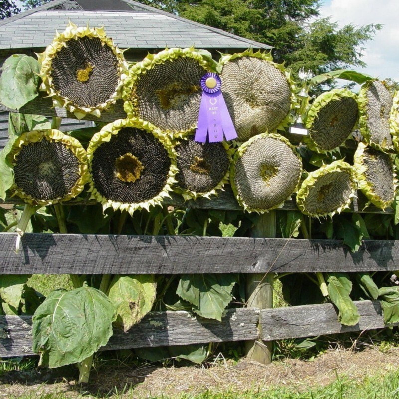 10+ Giant Mongolian Sunflower Seeds — NON GMO — HEIRLOOM — FRESH