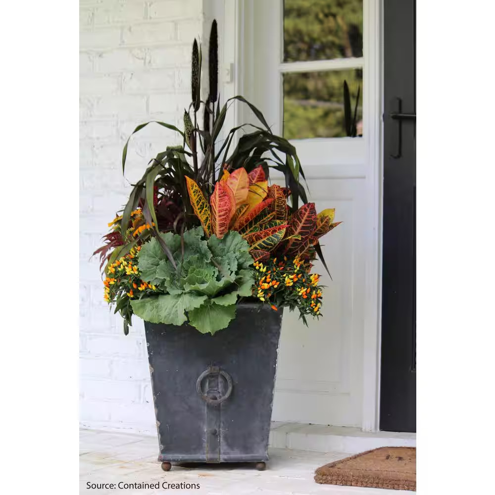 Croton Petra Live Outdoor Plant in Growers Pot Average Shipping Height 2-3 Ft. T