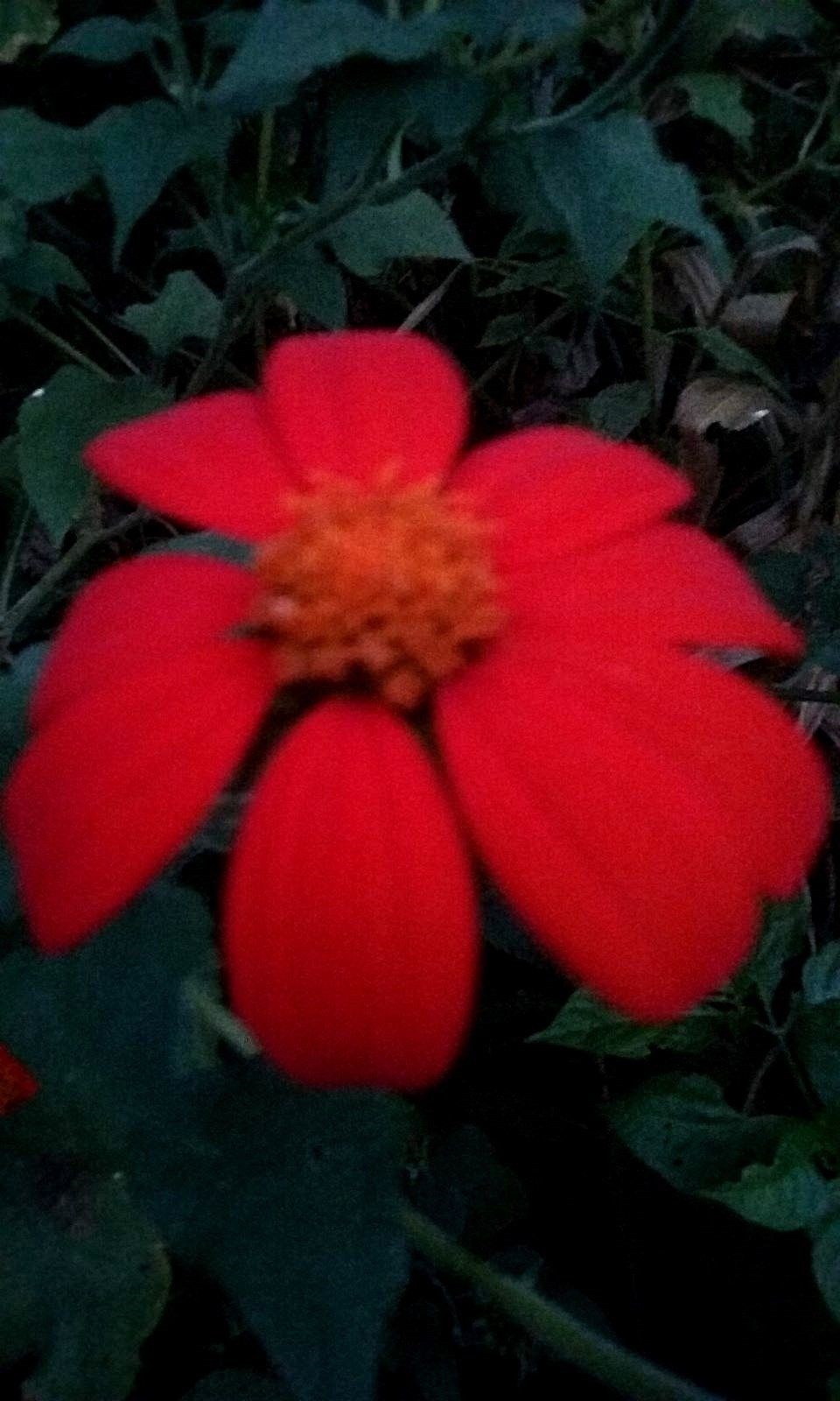Red Torch Mexican Sunflower -25 SEEDS- BOLD COLOR -COMB. S/H – SEE OUR STORE