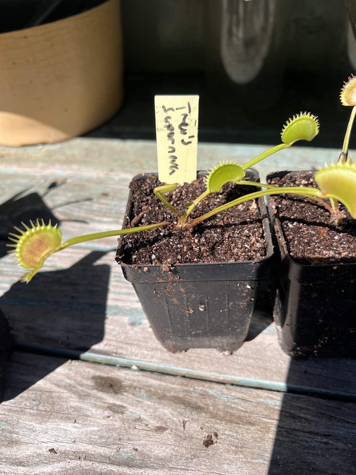 Dionaea Muscipula Venus Flytrap Trev’s Supernova Medium Division