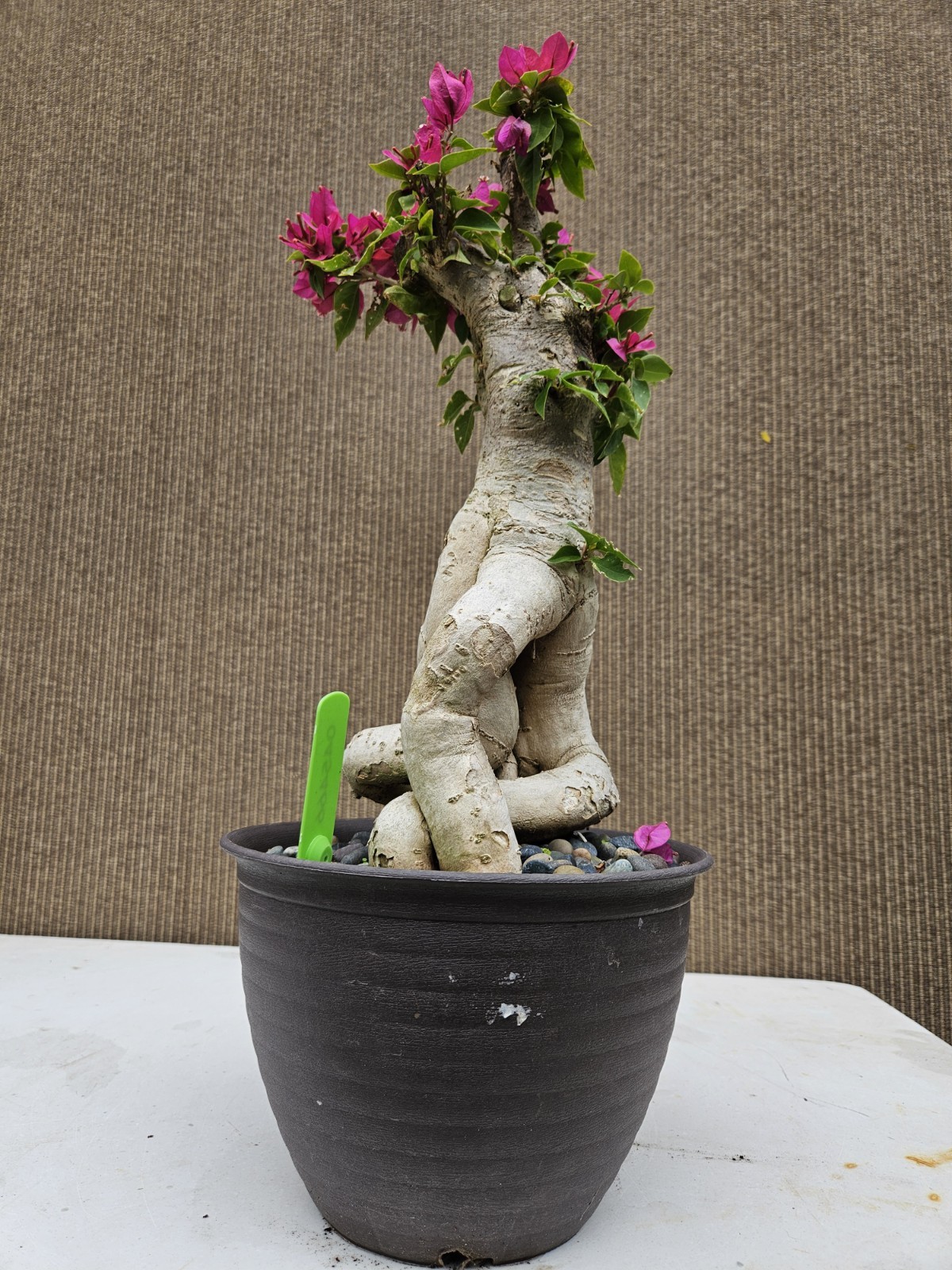 Old Bougainvillea RED Bonsai Tree,,, SALE