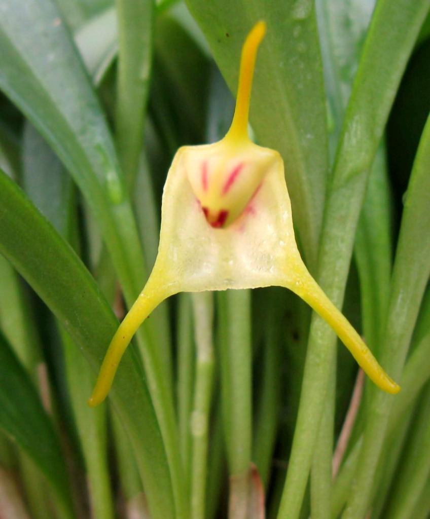 Blooming Size Orchid Species Masdevallia chasei