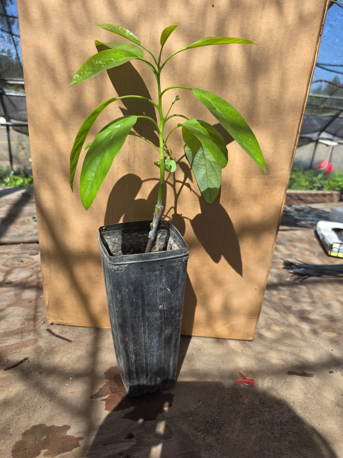Avocado (Hass) Grafted Plants on Strong Zutano rootstock