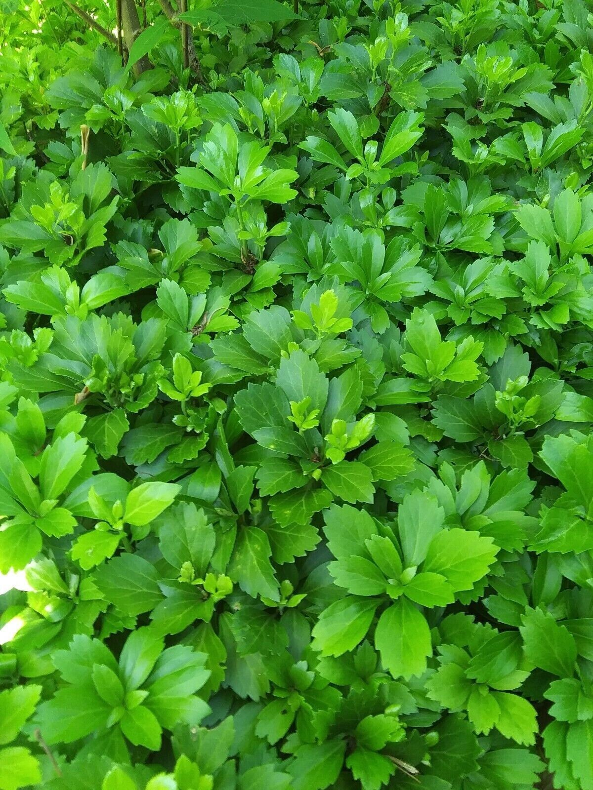 65 Starter Plants Japanese Spurge Ground Cover – For Shade – Deer Proof