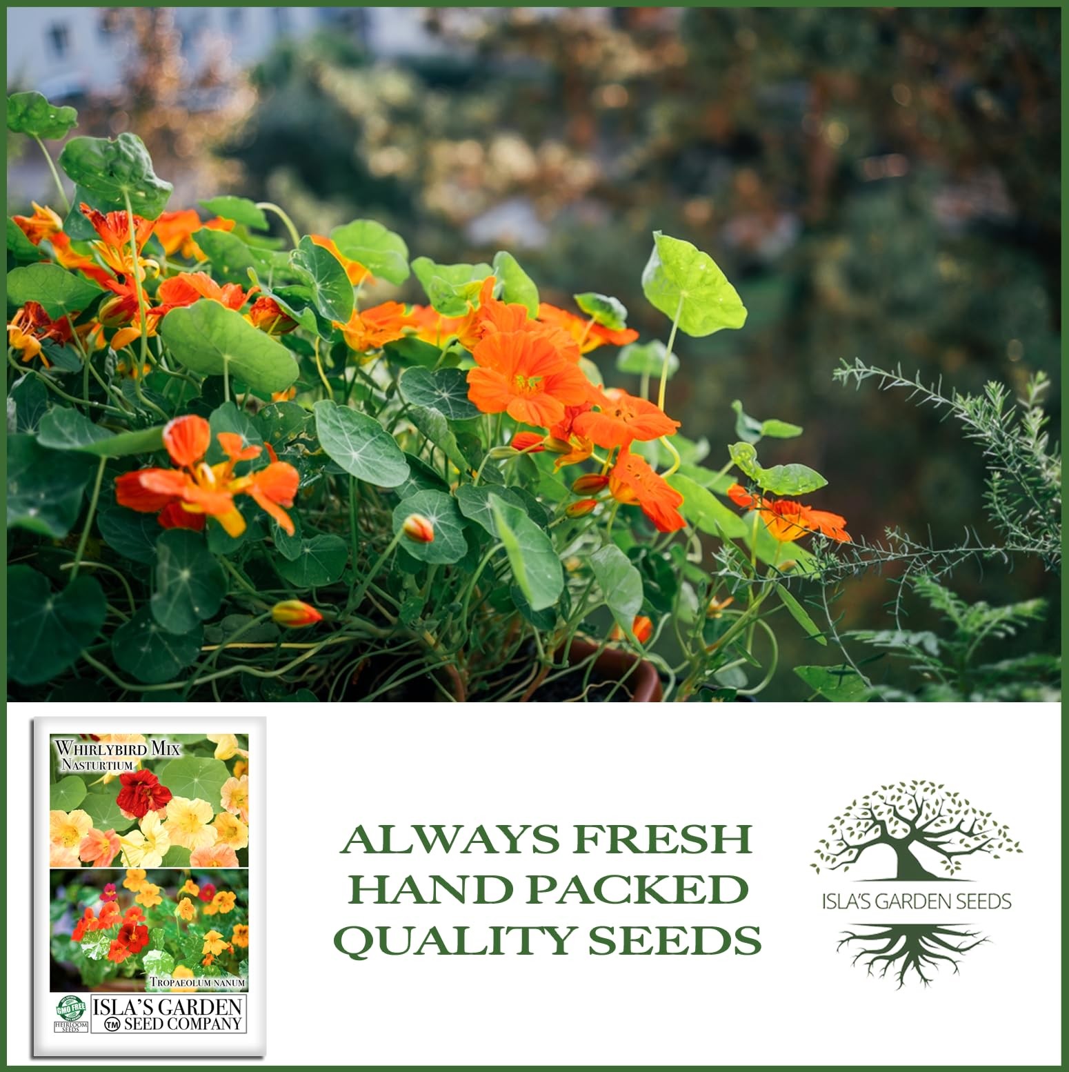 Mix Nasturtium Seeds (Tropaeolum nanum) – 50+ Heirloom Non-GMO Red