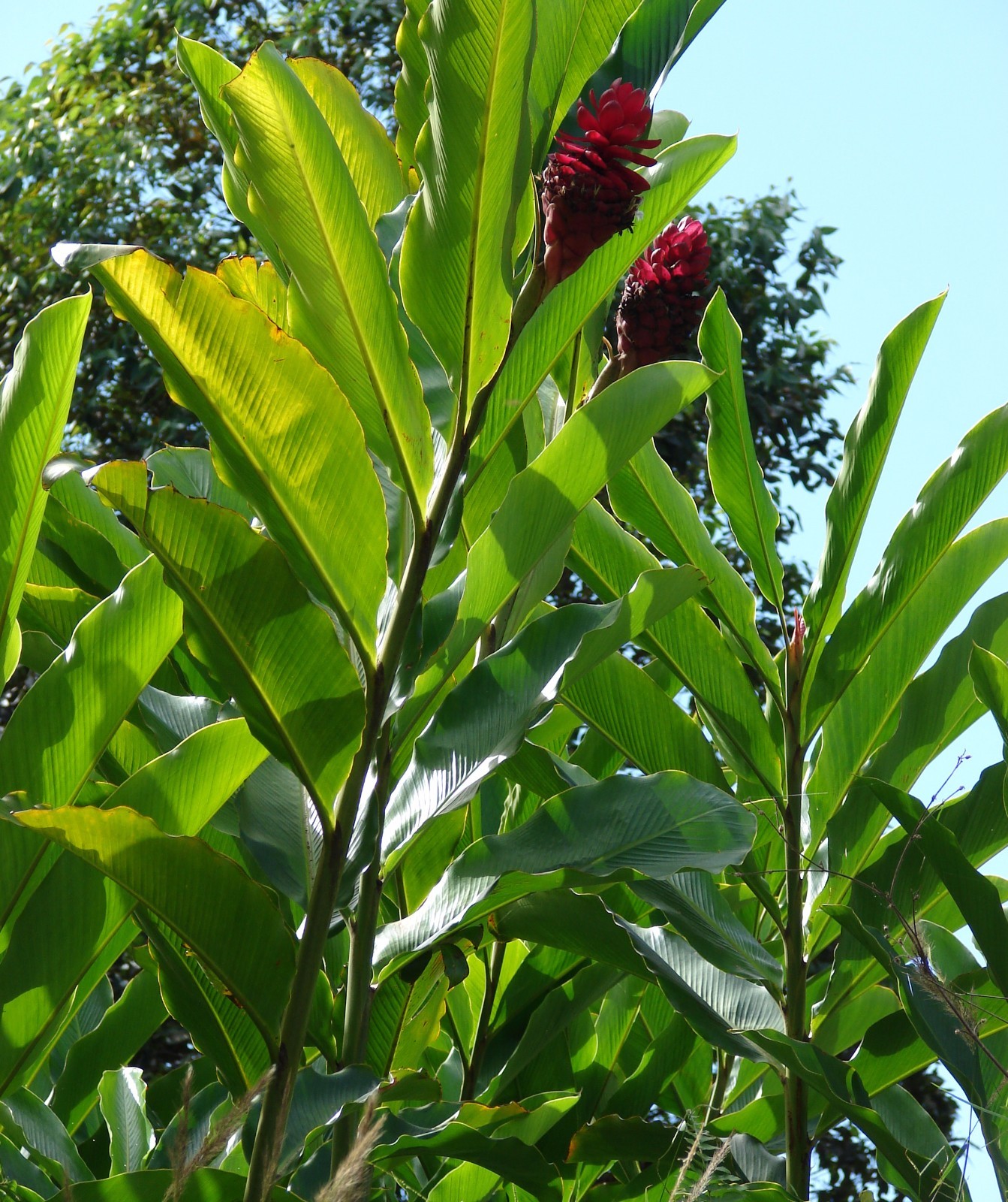 ~RED GINGER~ ALPINIA PURPURATA~ Sml PLANT from HAWAII ~V WELL ESTABLISHED in POT