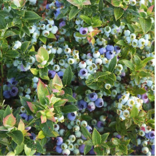 2 Gal. Jelly Bean Blueberry Live Plant with Traditional Flavored Berries