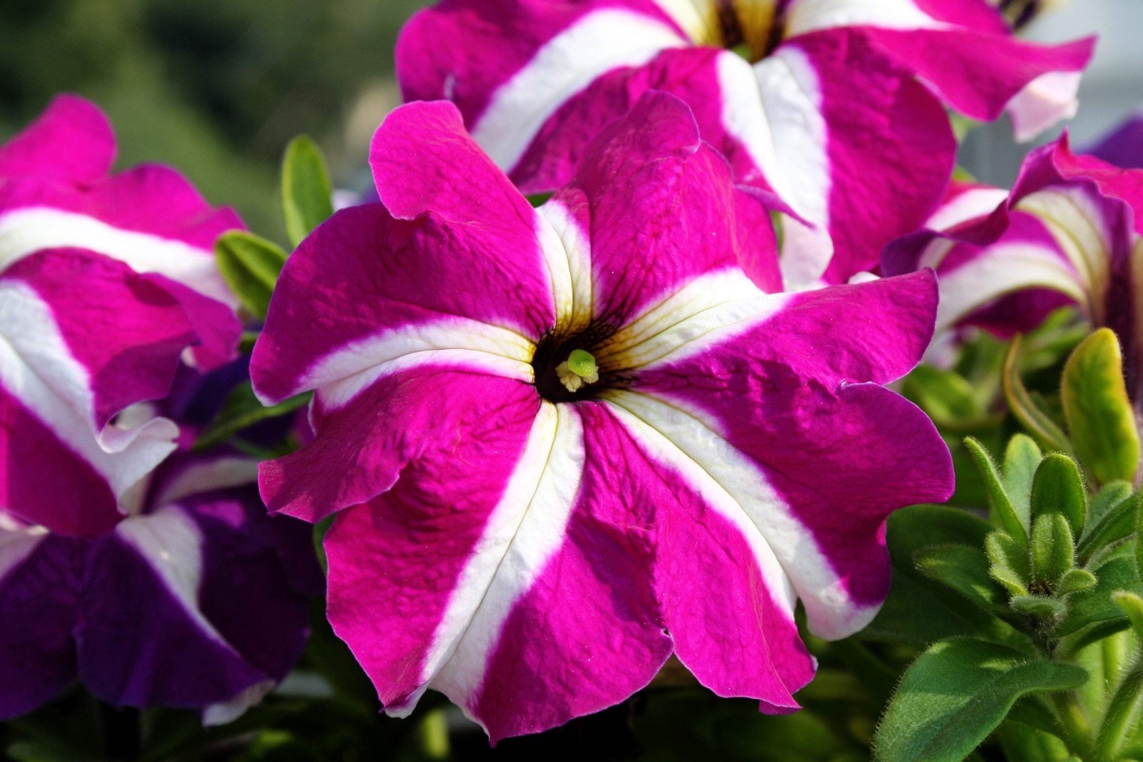 100 STAR MIX PETUNIA Mixed Colors Petunia Violacea Flower Seeds Red Blue Purple