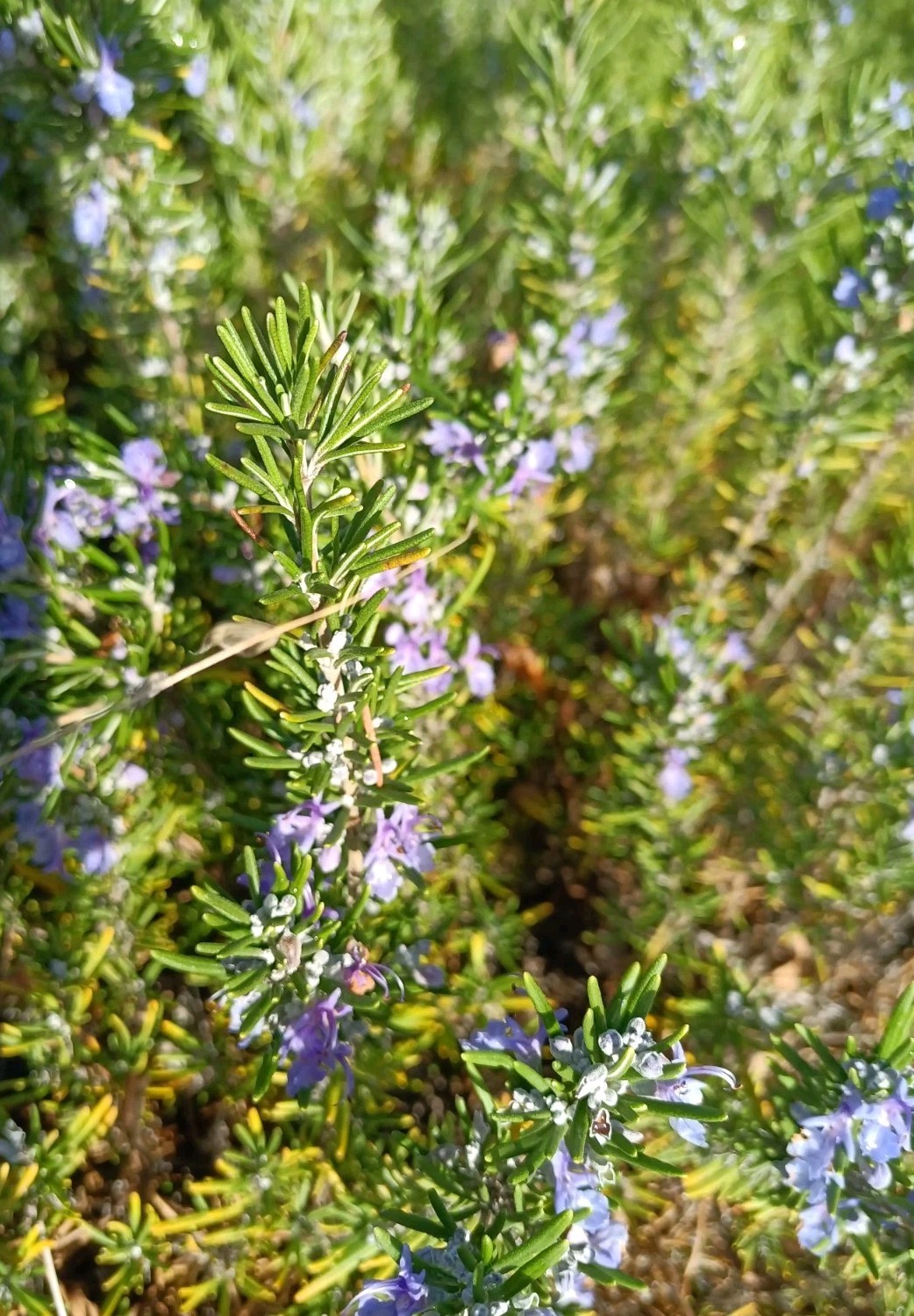 Organic Rosemary Herb Plant LIVE 12 X Cuttings 10 Inch each USA Grown FAST SHIP