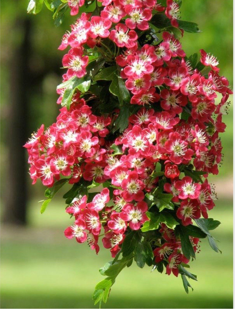 25-30″ tall Crimson Cloud Hawthorn 2 year old grafted plant, well rooted