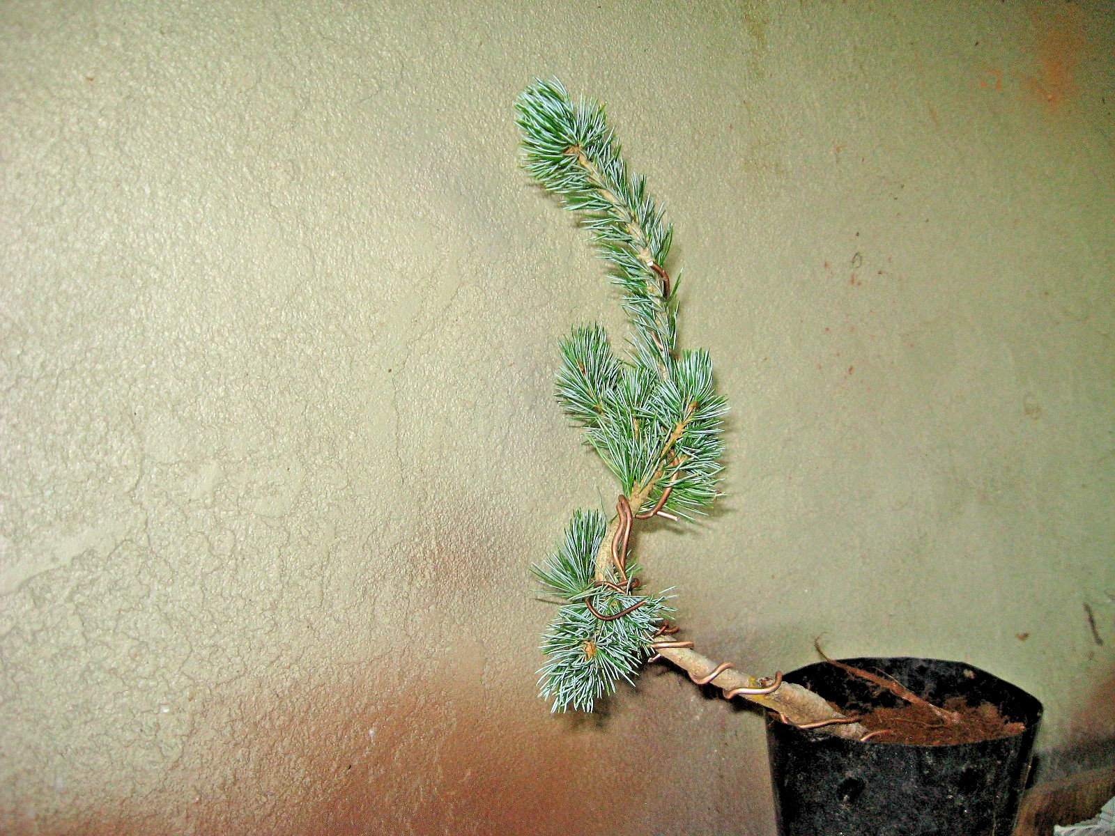 BONSAI JAPANESE WHITE PINE KORU