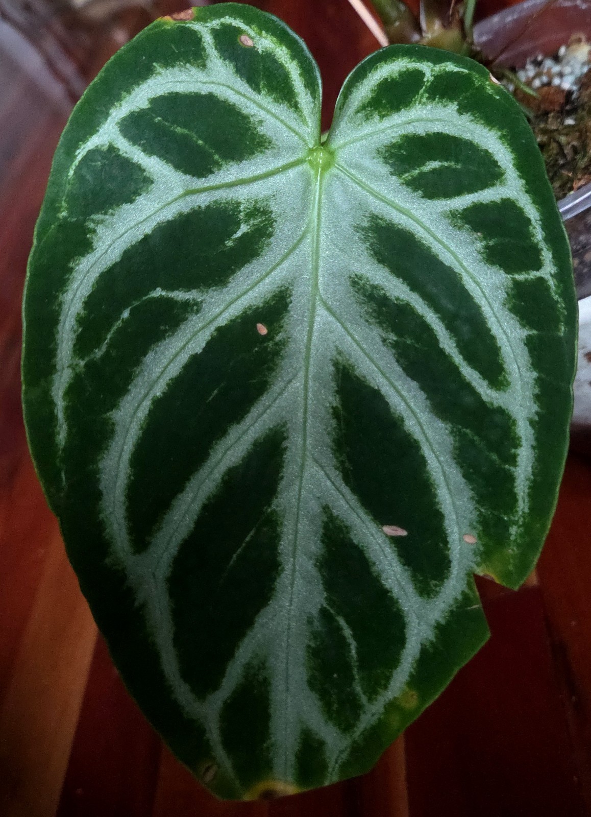 Rare XL Anthurium Dorayaki X Silver Blush 21″ Tall Not Philodendron Monstera