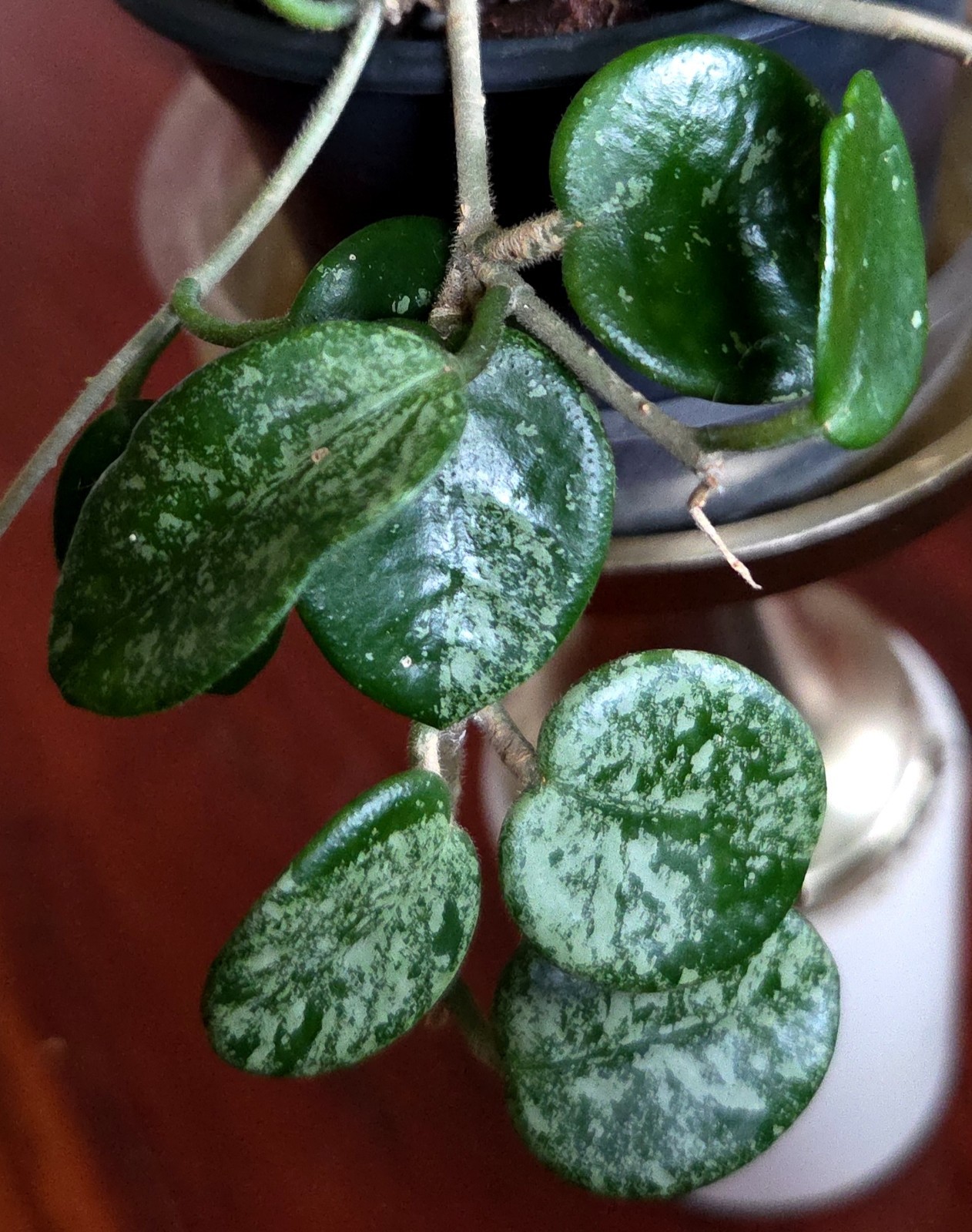 RARE Hoya Splashy Carnosa X Serpens 11″ Long No Monstera Philodendron Anthurium