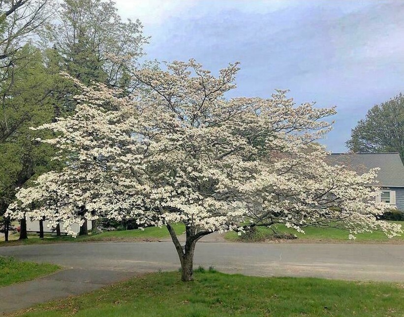 White Flowering Dogwood Tree – Live Potted Plant – Quart Pot – Cornus florida