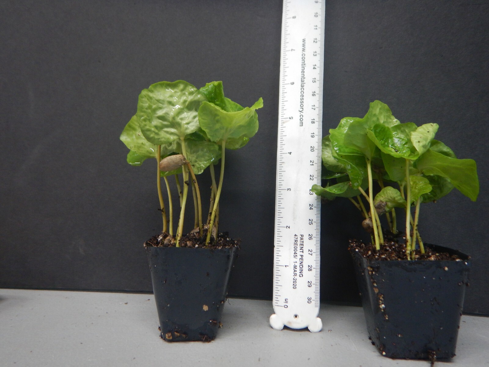 ~~ARABICA COFFEE BEAN~~Rooted Starter Plant~~Brew Your Own Coffee!~~GREAT GIFT!
