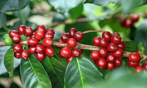 Coffea arabica | ‘Lempira’ | 10 Seeds