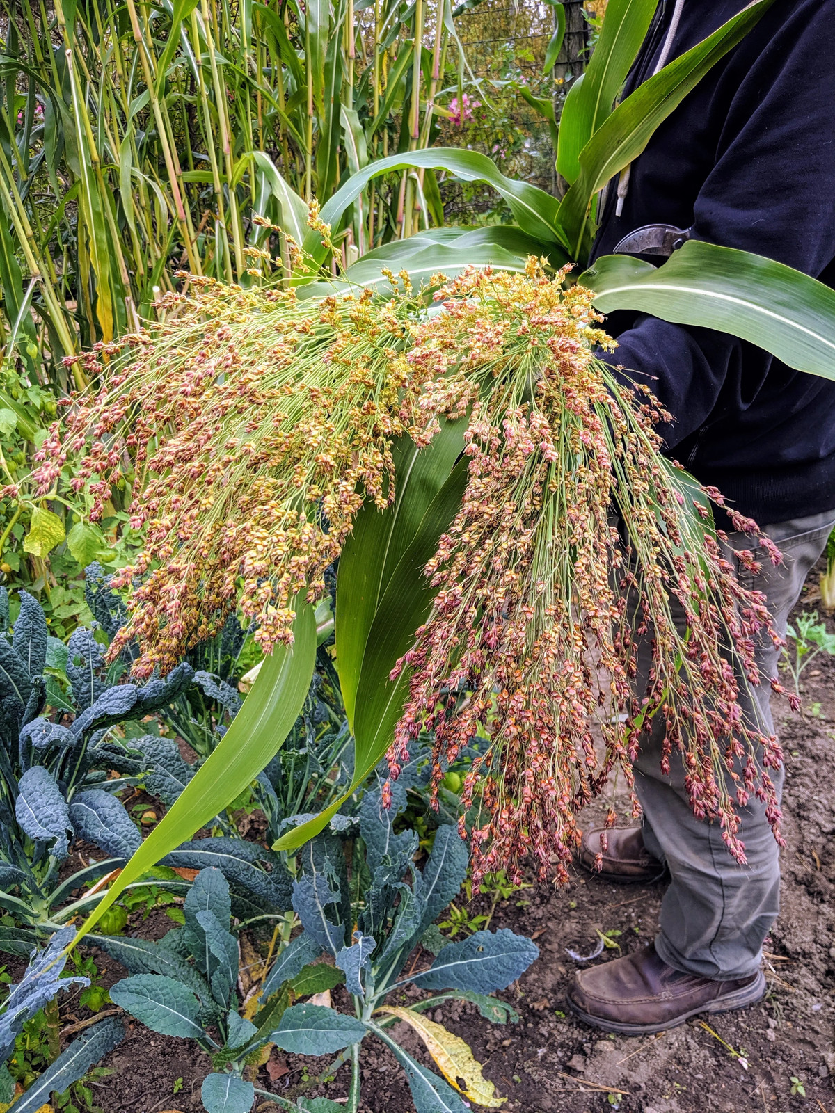 Rainbow Colors Broom Corn Seeds | Colorful Sorgum Millet Wild Flower Seed 2024