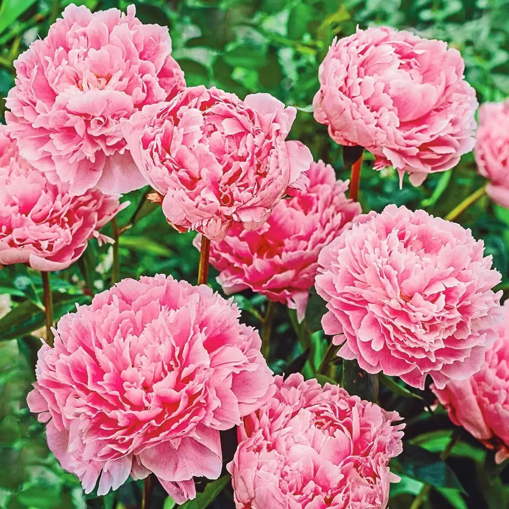 1 Sarah Bernhardt 2 to 3 eyes bare root pink peony