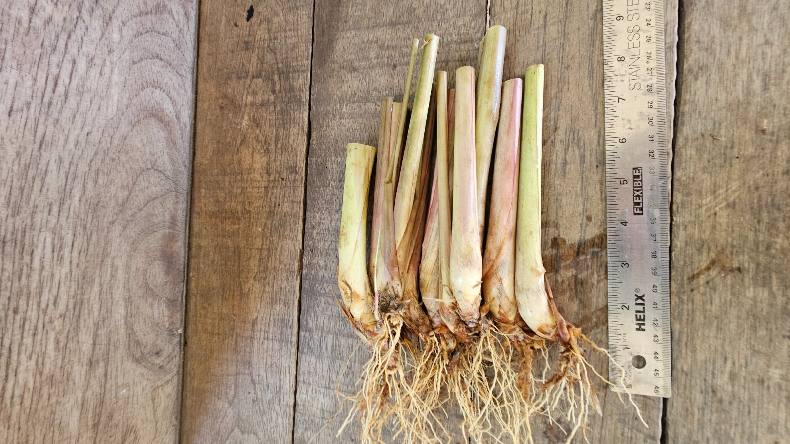 10 Lemongrass Stalks plugs, Cymbopogon Plant , natural herb that repels bugs!